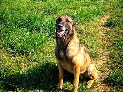 Chien ARGOS &agrave; l adoption 250 30130 Pont-saint-esprit