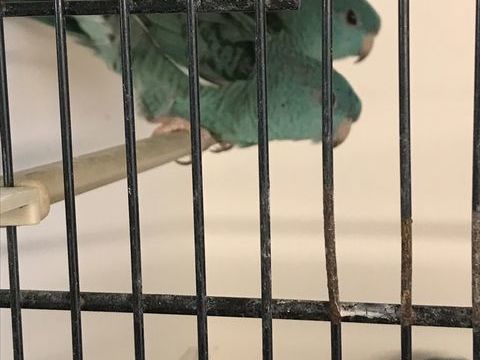 Perruche Catherine 45 91160 Longjumeau