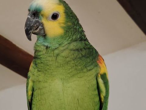 Amazone femelle &agrave; front bleu 900 71190 �tang-sur-arroux