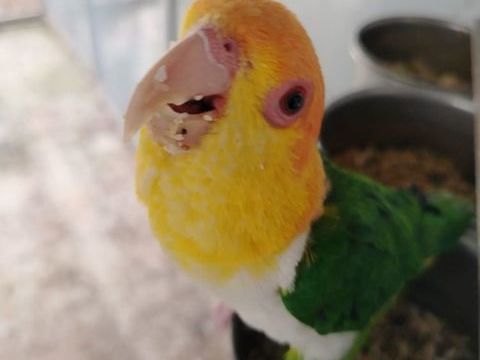 Caiques tete orange cuisses vertes 600 06500 Menton