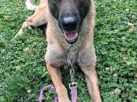 Don chienne 0 57460 Kerbach