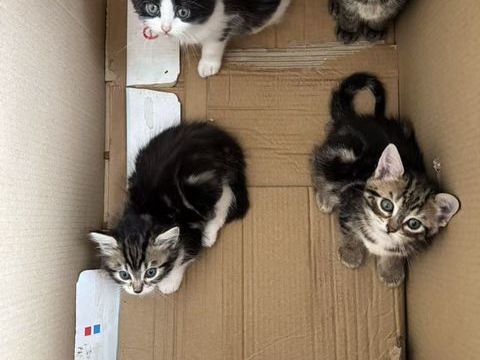 chaton 0 93190 Livry-gargan