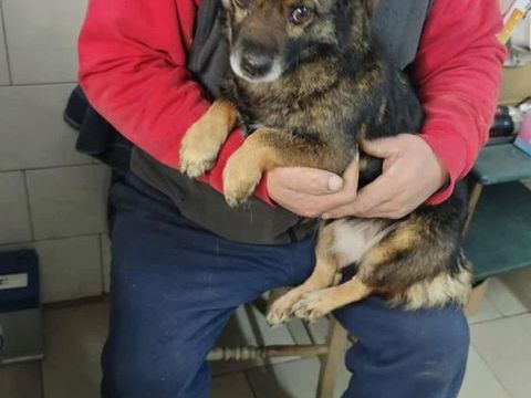 Yulia &agrave; l'adoption 300 22000 Saint-brieuc