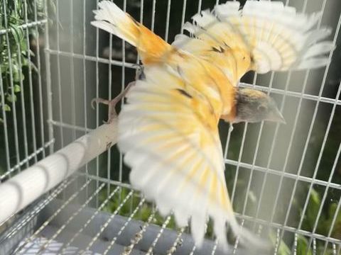 Tarin Venezuela mutation silice 650 95800 Cergy