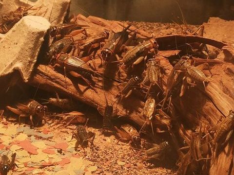 Grillons domestiques  5 13127 Vitrolles