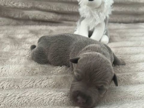 Magnifique chiot staffy disponible a la r&eacute;servation 1600 53340 Ball�e