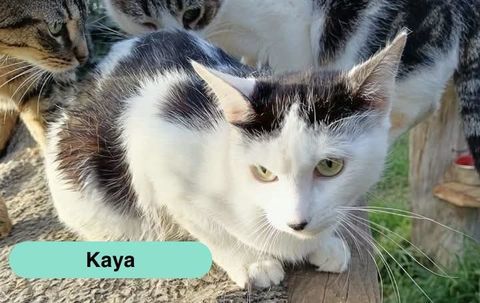 Kaya, chatte noire et blanche &agrave; adopter 230 18210 Bessais-le-fromental
