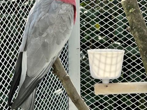 Rosalbin femelle 850 62630 �taples