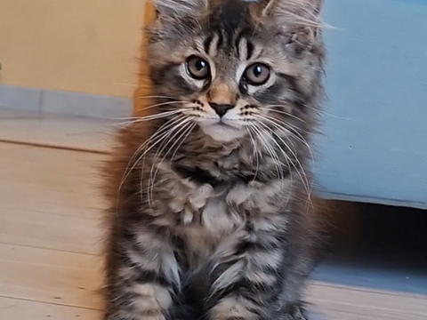 chaton femelle Maine Coon LOOF 950 83000 Toulon