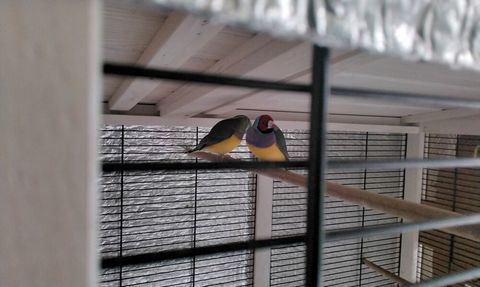 Diamant de gould 35 44630 Plessé