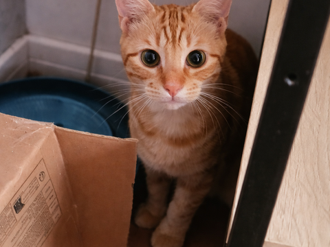 ELIOT CHATON TIGRE ROUX 7 MOIS 225 92260 Fontenay-aux-roses