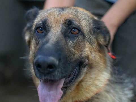 HADA 300 95610 �ragny