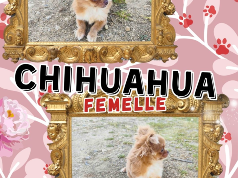 Chiot chihuahua femelle poils longs 1000 18140 Pr�cy
