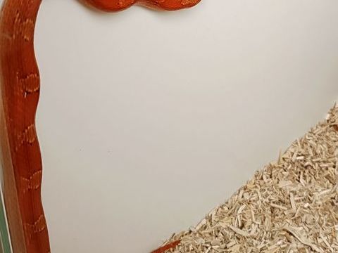 Pantherophis guttatus rouge 30 95800 Cergy