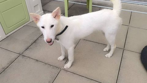 3 chiots berger crois&eacute; tr&egrave;s affectueux &agrave; adopter 0 78500 Sartrouville