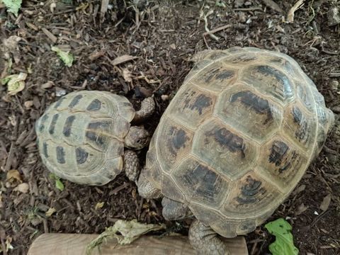 Tortues 400 88000 Épinal