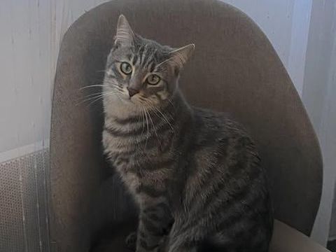 Chat NEMIR &agrave; l adoption 200 30150 Roquemaure