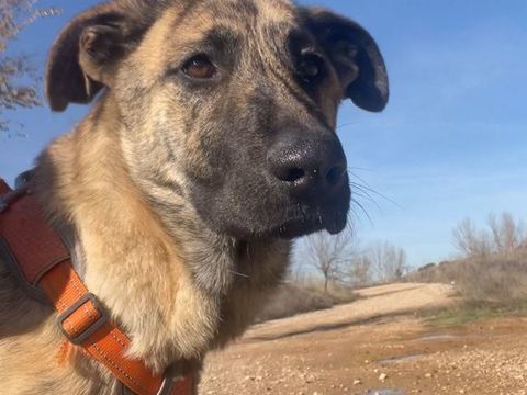 🩷DANA🩷, une jeune mastine au c�ur immense 220 24140 Douville