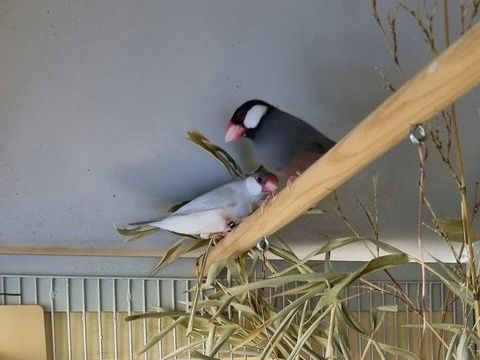 Paddas de Java 0 40500 Saint-sever