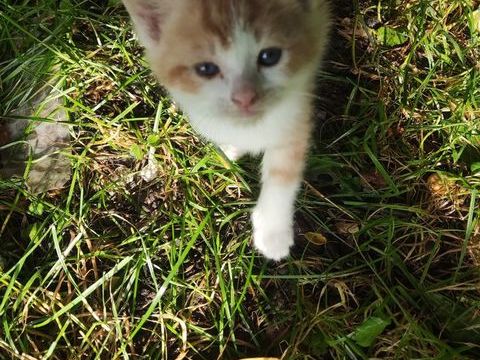 chatons 0 38730 Val de virieu