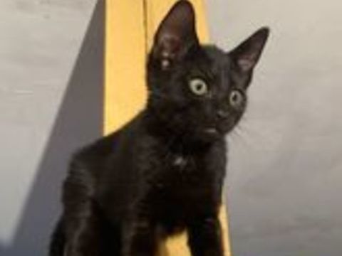   Adorables chatons cherchent famille pour la vie 