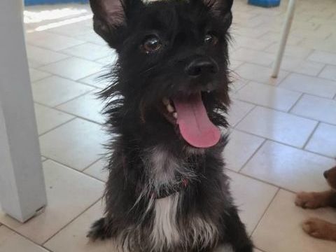 Nino, mâle croisé, né le 20/04/2025 380 51000 Chlons-en-champagne