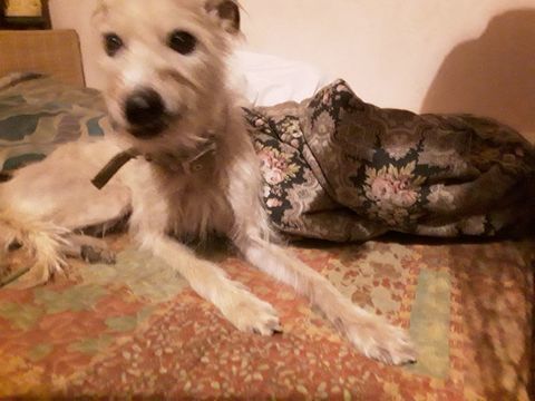 a donner pinscher nain (beige) MALE contre bons soins.
0 35400 Saint-malo