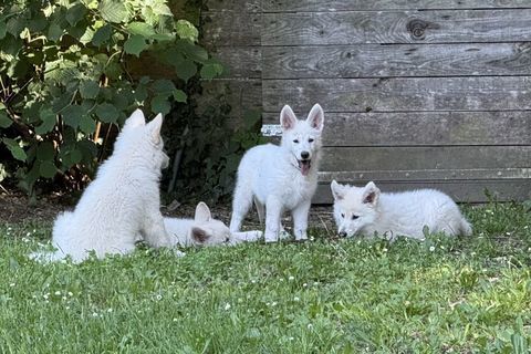 Magnifiques chiots berger blanc suisse 900 33210 Sauternes