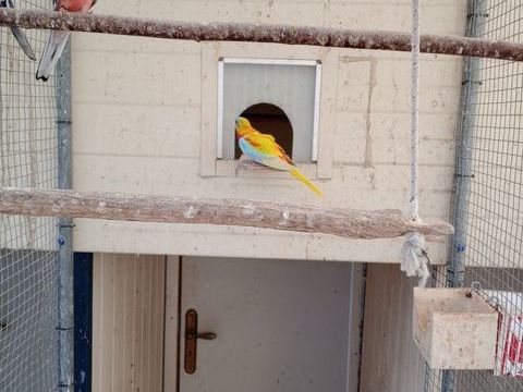 Turquoisine 40 22960 Pl�dran