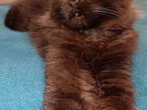 Chatons Maine Coon LOOF 1500 51000 Chlons-en-champagne