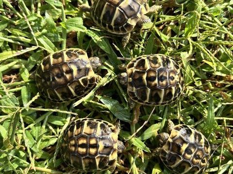 Tortue terre  35 13680 Lançon-provence