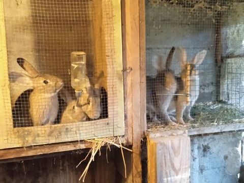 particulier lapins 0 84240 La tour-d'aigues