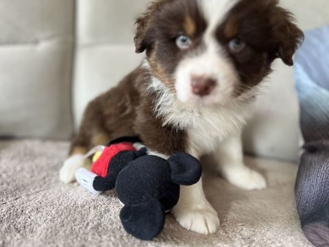 R&eacute;servation chiots Berger Australien non Lof 850 85300 Challans