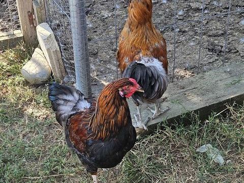 2 coq+ 1 cop naine 0 31860 Villate