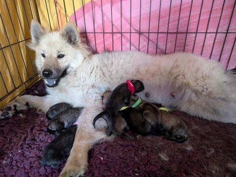 Chiot eurasier lof 1950 76220 Ferrières-en-bray