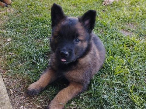 Chiots berger belges tervueren LOF lign&eacute;e de travail 600 45700 Villemandeur