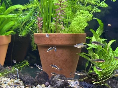 Danios Galaxy 5 12000 Rodez