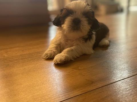 Chiot type Shih Tzu.
950 02250 Housset