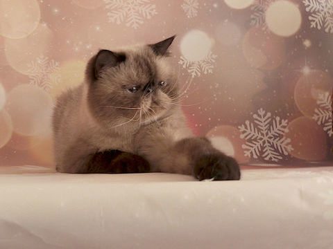 M&acirc;le Exotic-Shorthair, seal point LOOF &agrave; placer, retraite 350 83590 Gonfaron