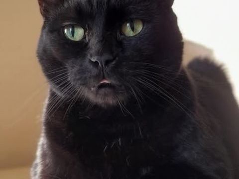 Chat APPOLO &agrave; l adoption 200 26740 La laupie