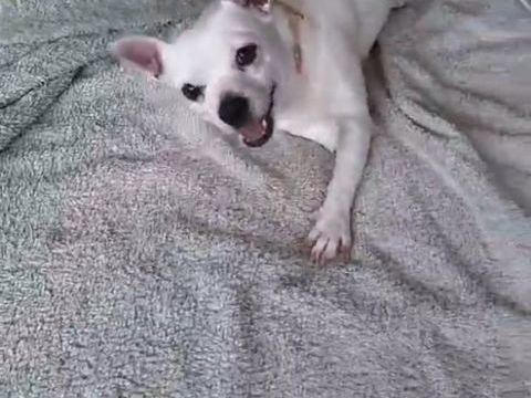 Poupi petite chihuahua pleine d'amour 400 60500 Chantilly