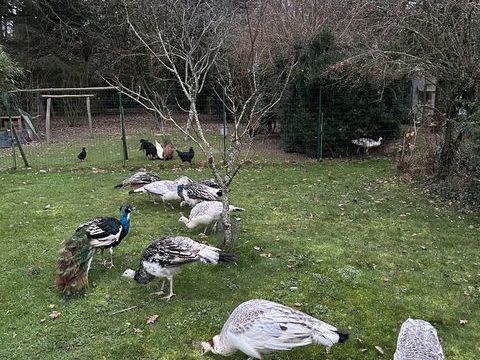 PAONS Nigripennes 60 35330 Bovel