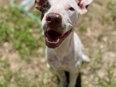 Neo, mâle croisé berger, né le 01/01/2025 &#128054; 380 33000 Bordeaux