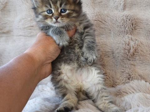 Chatons sib&eacute;riens 1300 06200 Nice