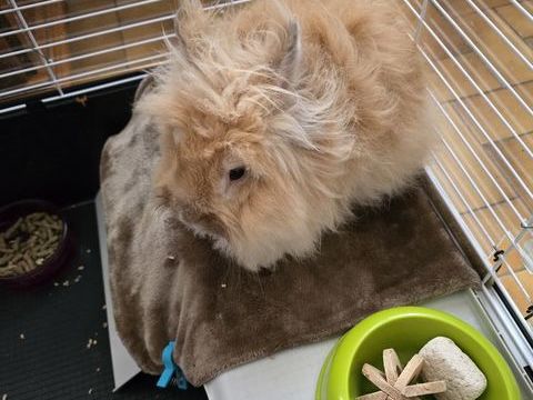 LE TOUT , LAPIN. NAIN ANGORA 2 ANS ET CAGE. 1m20 50 17300 Rochefort