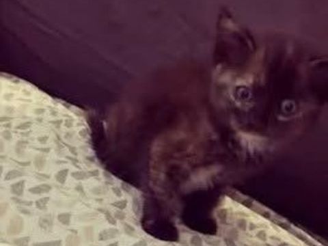 Chat AIMI &agrave; l adoption 120 38550 Saint-maurice-l'exil