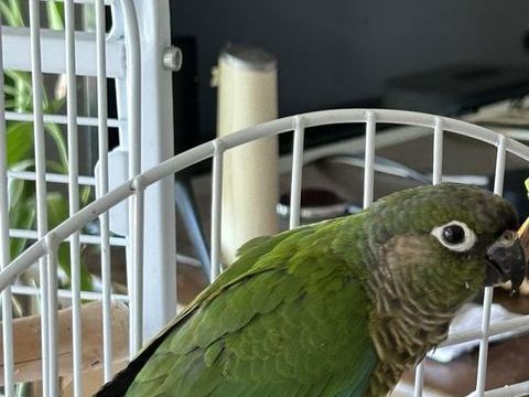 Conure m&acirc;le EAM 300 06400 Cannes