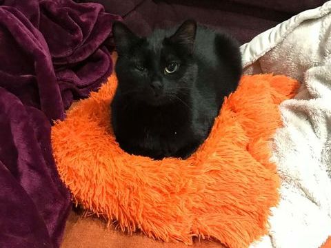 Queen, europ&eacute;enne noire, 1 an 150 75015 Paris