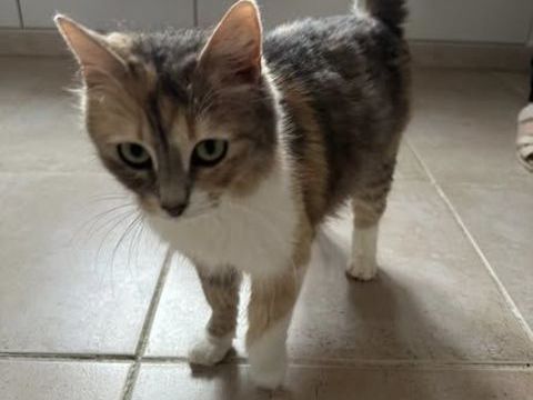 Chat MUSCADINE &agrave; l adoption 200 26130 Saint-restitut