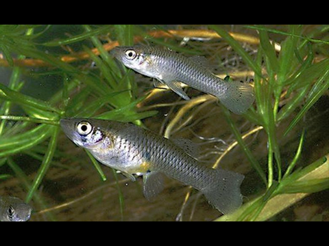 Don de Gambusies 0 69330 Meyzieu